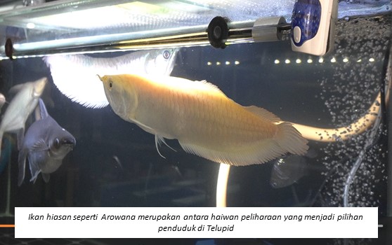 Ikan hiasan seperti arowana merupakan antara haiwan peliharaan yang menjadi pilihan penduduk di Telupid